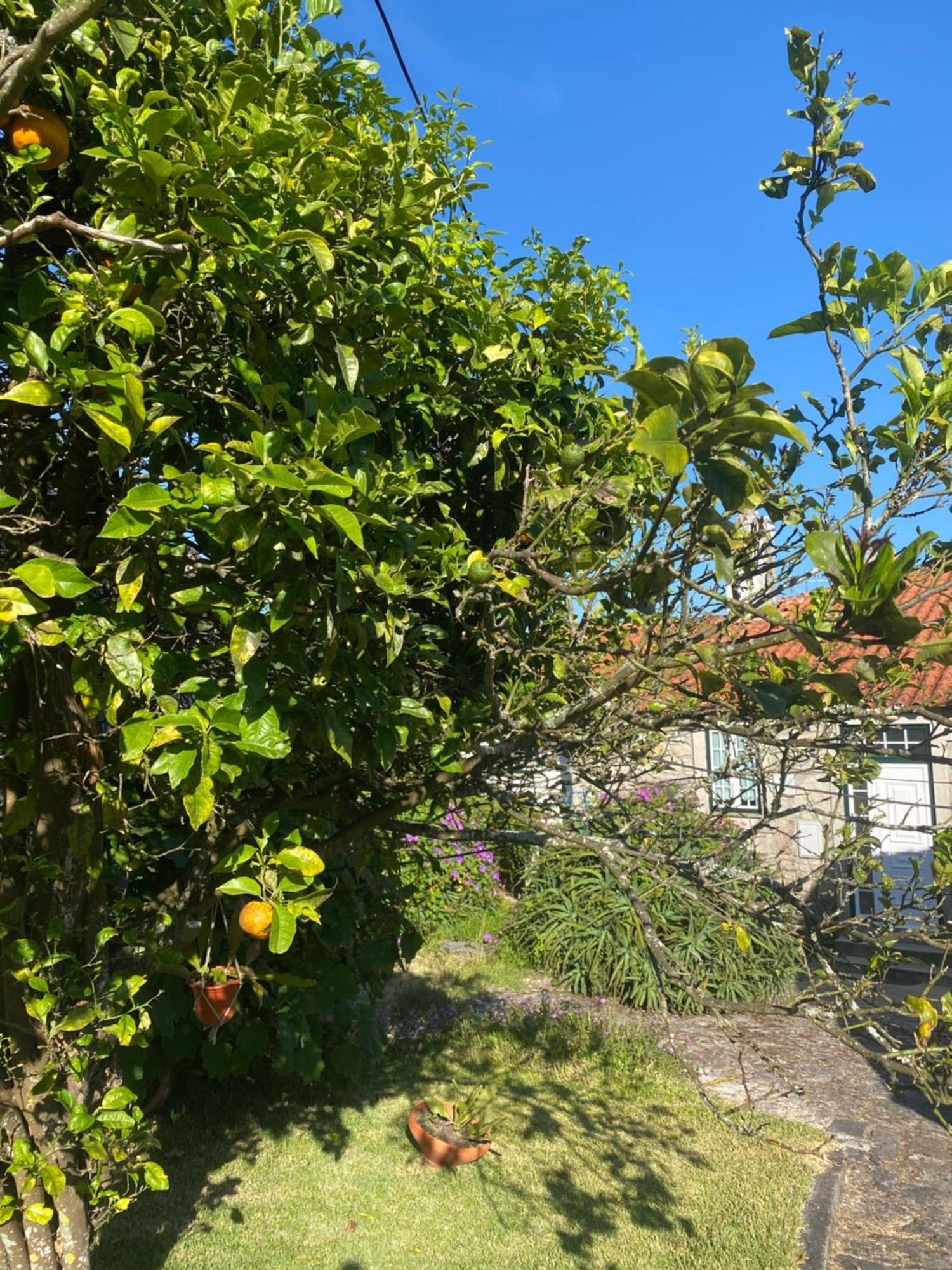 维拉·普拉亚·德·安科拉Casa Do Carqueijo别墅 外观 照片